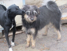 SILVA, Hund, Berger des Pyrenées-Mix in Obermoschel - Bild 5