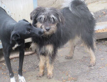 SILVA, Hund, Berger des Pyrenées-Mix in Obermoschel - Bild 6