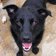 VILKO, Hund, Mischlingshund in Kroatien - Bild 1