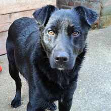 VILKO, Hund, Mischlingshund in Kroatien - Bild 10