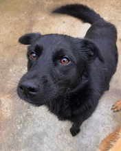 VILKO, Hund, Mischlingshund in Kroatien - Bild 5