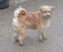 SIA, Hund, Berger des Pyrenées-Mix in Obermoschel - Bild 2