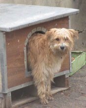 SIA, Hund, Berger des Pyrenées-Mix in Obermoschel - Bild 3