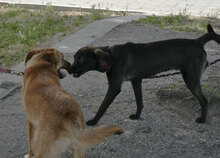 EARL, Hund, Mischlingshund in Bulgarien - Bild 10