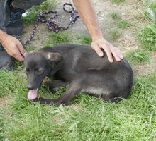 EARL, Hund, Mischlingshund in Bulgarien - Bild 11