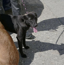 EARL, Hund, Mischlingshund in Bulgarien - Bild 4