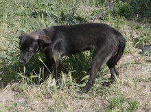 EARL, Hund, Mischlingshund in Bulgarien - Bild 9