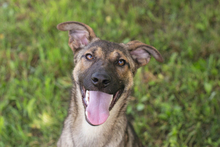 MARLEE, Hund, Mischlingshund in Kroatien