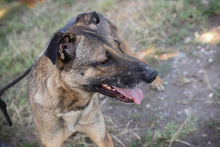 MARLEE, Hund, Mischlingshund in Kroatien - Bild 2