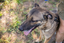 MARLEE, Hund, Mischlingshund in Kroatien - Bild 3