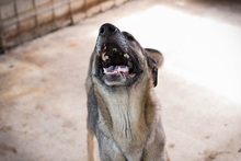 MARLEE, Hund, Mischlingshund in Kroatien - Bild 6