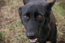 SONJA, Hund, Mischlingshund in Kroatien - Bild 1