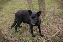 SONJA, Hund, Mischlingshund in Kroatien - Bild 2