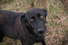 SONJA, Hund, Mischlingshund in Kroatien - Bild 3