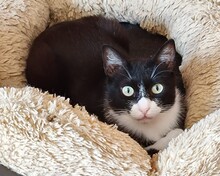 SCHNURRSAN, Katze, Europäisch Kurzhaar in Duisburg