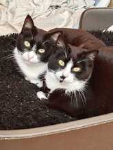 SCHNURRSAN, Katze, Europäisch Kurzhaar in Duisburg - Bild 2
