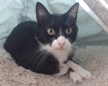 SCHNURRSAN, Katze, Europäisch Kurzhaar in Duisburg - Bild 3