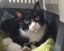 SCHNURRSAN, Katze, Europäisch Kurzhaar in Duisburg - Bild 4