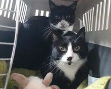 SCHNURRSAN, Katze, Europäisch Kurzhaar in Duisburg - Bild 5