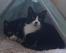 SCHNURRSAN, Katze, Europäisch Kurzhaar in Duisburg - Bild 6