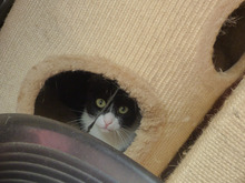 SCHNURRSAN, Katze, Europäisch Kurzhaar in Duisburg - Bild 7