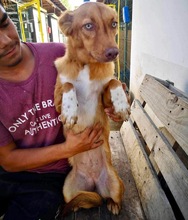 LEZIA, Hund, Mischlingshund in Rumänien - Bild 22