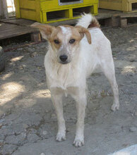 SPOTTY, Hund, Mischlingshund in Obermoschel - Bild 1