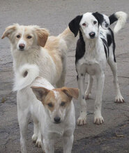 SPOTTY, Hund, Mischlingshund in Obermoschel - Bild 2