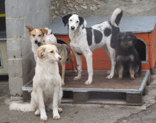 SPOTTY, Hund, Mischlingshund in Obermoschel - Bild 3