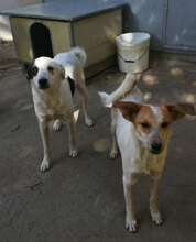 SPOTTY, Hund, Mischlingshund in Obermoschel - Bild 7