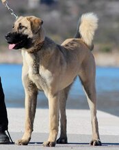 DIVA, Hund, HSH-Mischling in Kroatien