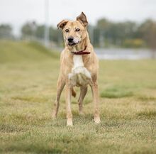 BEN, Hund, Mischlingshund in Russische Föderation - Bild 10