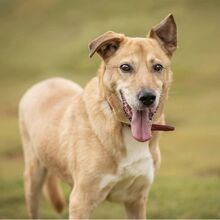 BEN, Hund, Mischlingshund in Russische Föderation - Bild 12