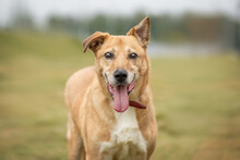 BEN, Hund, Mischlingshund in Russische Föderation - Bild 4