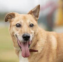 BEN, Hund, Mischlingshund in Russische Föderation - Bild 5