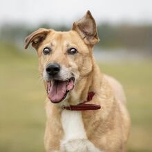 BEN, Hund, Mischlingshund in Russische Föderation - Bild 6