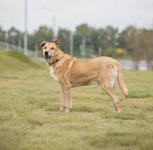 BEN, Hund, Mischlingshund in Russische Föderation - Bild 7