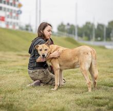 BEN, Hund, Mischlingshund in Russische Föderation - Bild 8