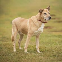 BEN, Hund, Mischlingshund in Russische Föderation - Bild 9