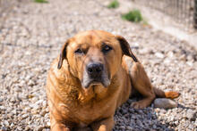 JOSCHKO, Hund, mischling in Kroatien - Bild 3