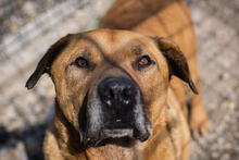 JOSCHKO, Hund, mischling in Kroatien - Bild 6