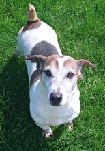 JORDI, Hund, Mischlingshund in Slowakische Republik - Bild 1