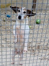 JORDI, Hund, Mischlingshund in Slowakische Republik - Bild 2