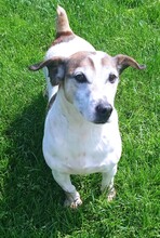 JORDI, Hund, Mischlingshund in Slowakische Republik - Bild 3