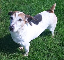 JORDI, Hund, Mischlingshund in Slowakische Republik - Bild 4