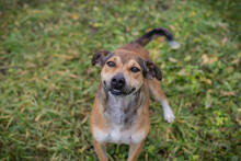 MAIKO, Hund, Mischlingshund in Kroatien - Bild 1