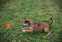 MAIKO, Hund, Mischlingshund in Kroatien - Bild 2