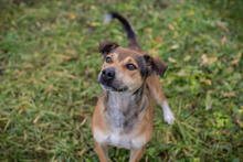 MAIKO, Hund, Mischlingshund in Kroatien - Bild 3