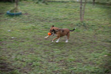 MAIKO, Hund, Mischlingshund in Kroatien - Bild 4