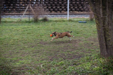 MAIKO, Hund, Mischlingshund in Kroatien - Bild 5